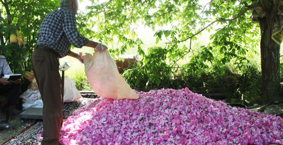 گل محمدی