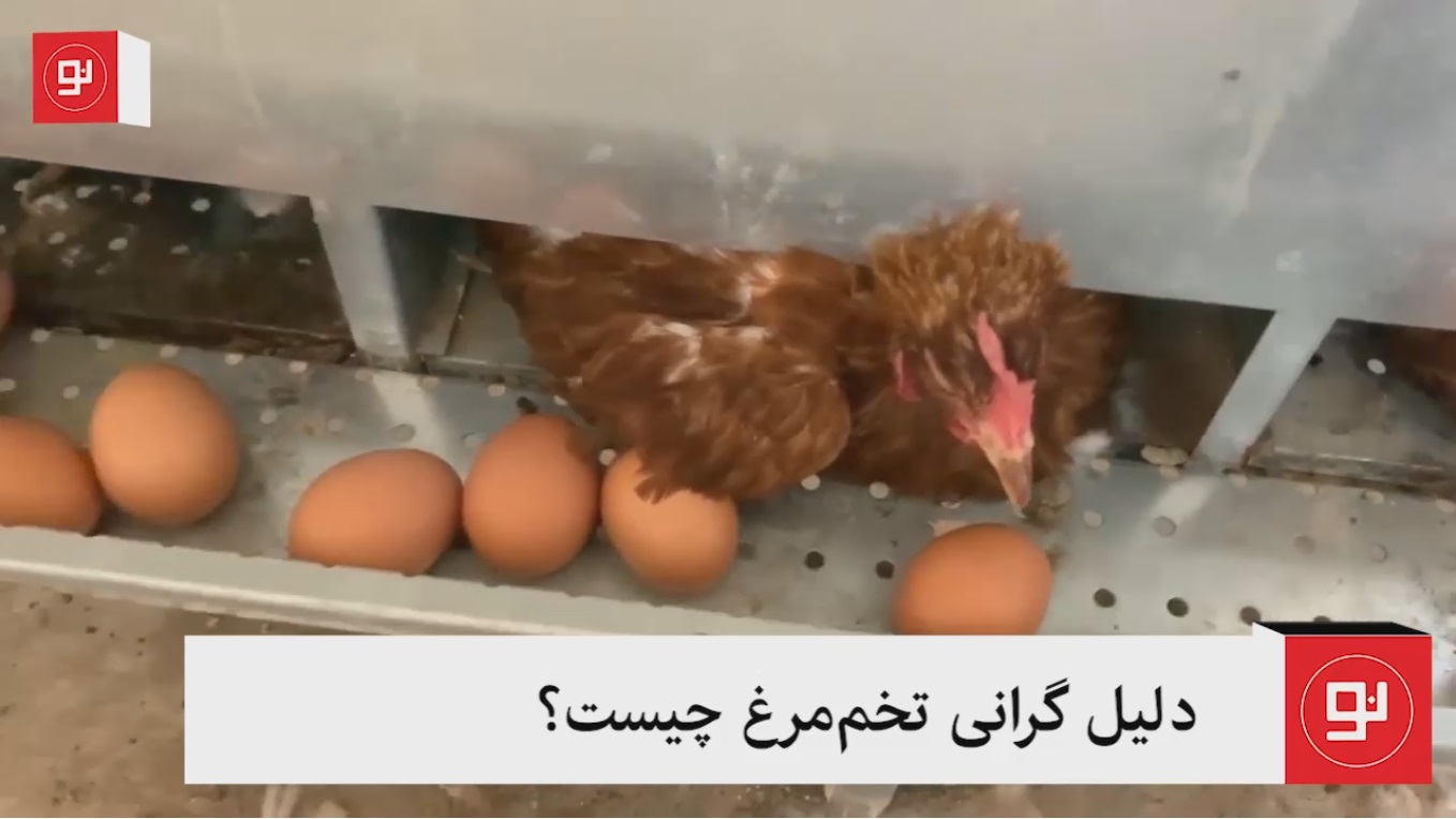 گرانی تخم مرغ