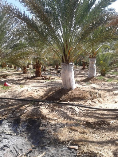 آفت سوسک حنایی