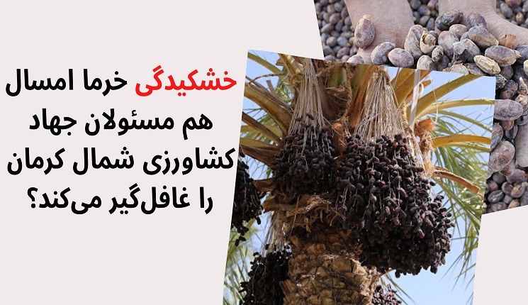 خشکیدگی خرما