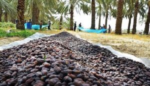 صادرات به افغانستان
