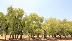 جنگل کهور