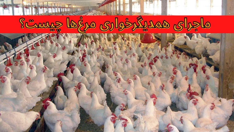 همدیگرخواری مرغ‌ها