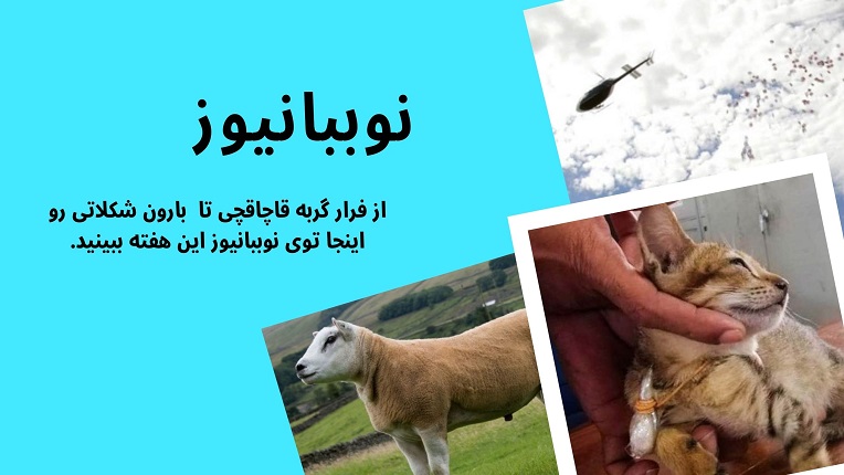 بارون شکلاتی