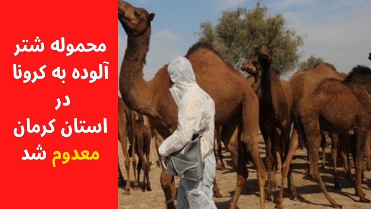 شتر آلوده به کرونا در کرمان