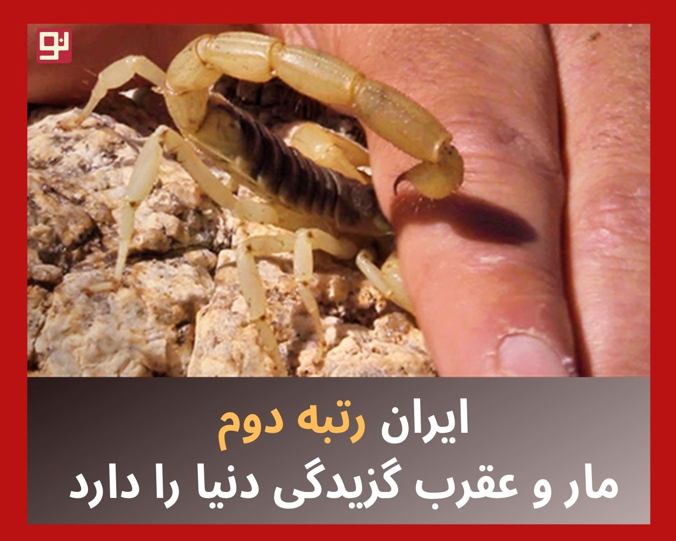 عقرب گزیدگی و مارگزیدگی