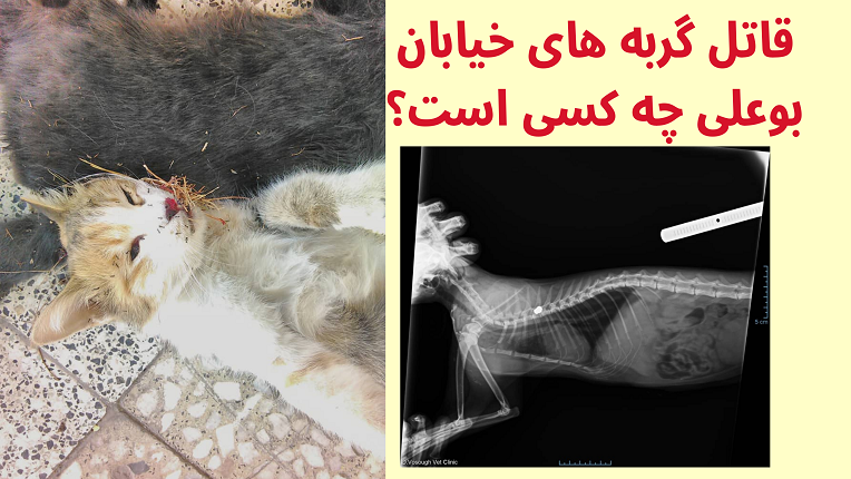قاتل گربه‌ها