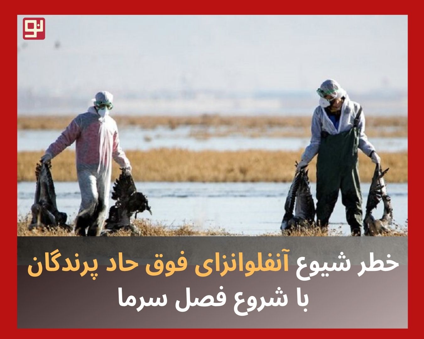 شیوع آنفلوانزای فوق حاد پرندگان