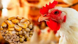 قیمت مرغ