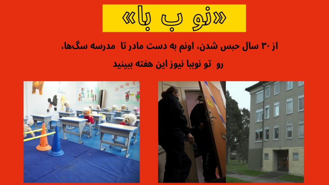 مدرسه سگ‌ها
