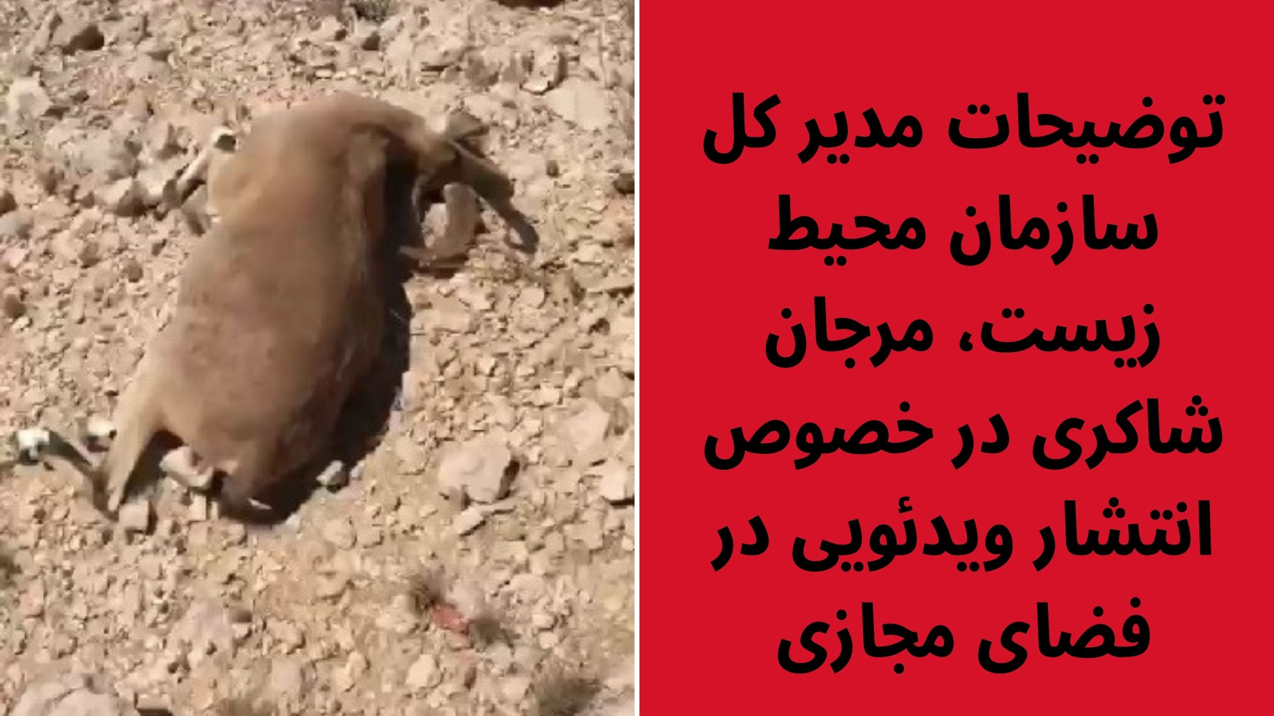 شکار غیرمجاز
