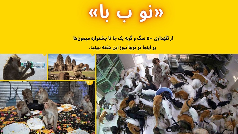 جشنواره میمون‌ها