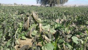 سرمازدگی