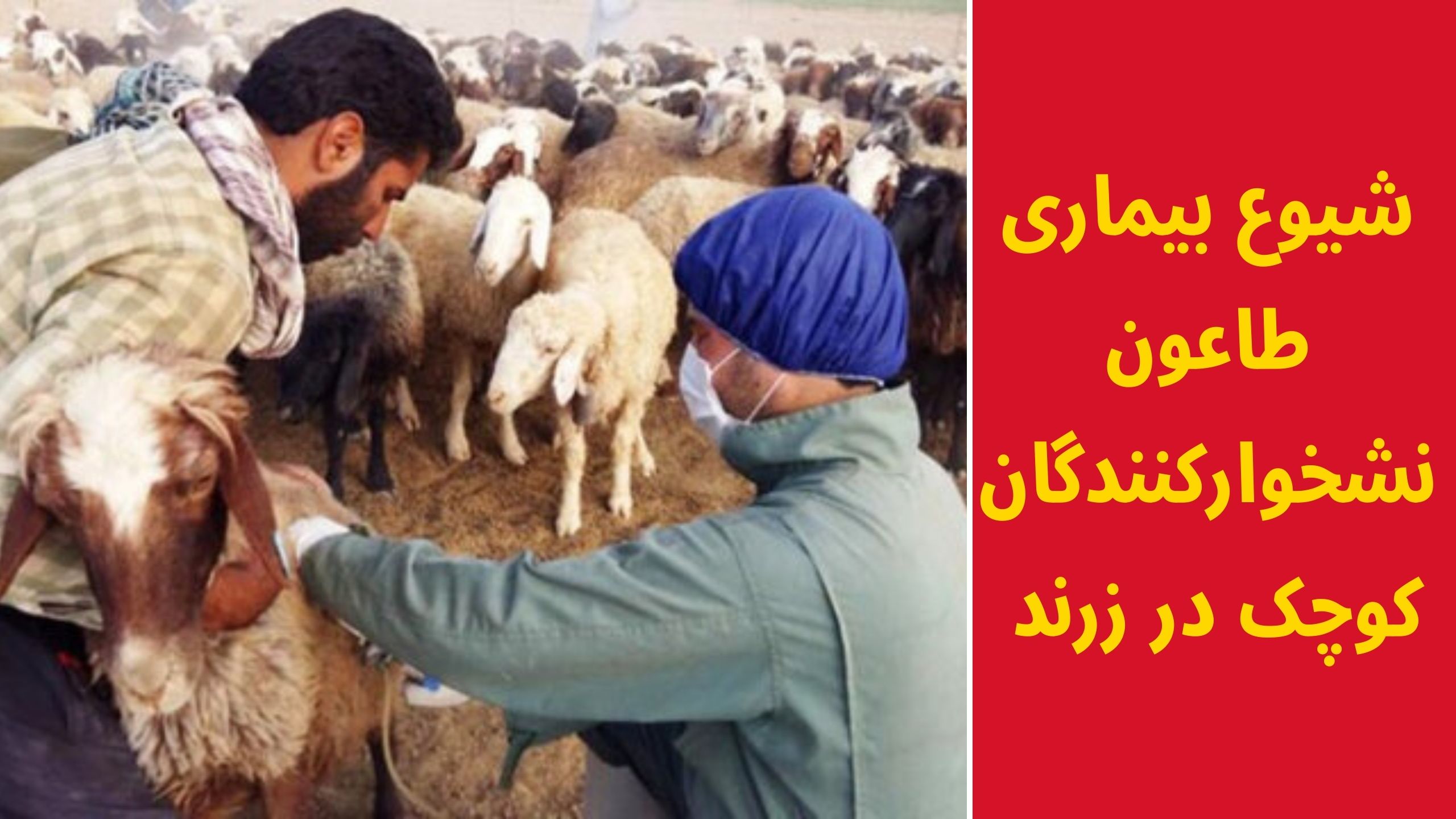 بیماری طاعون