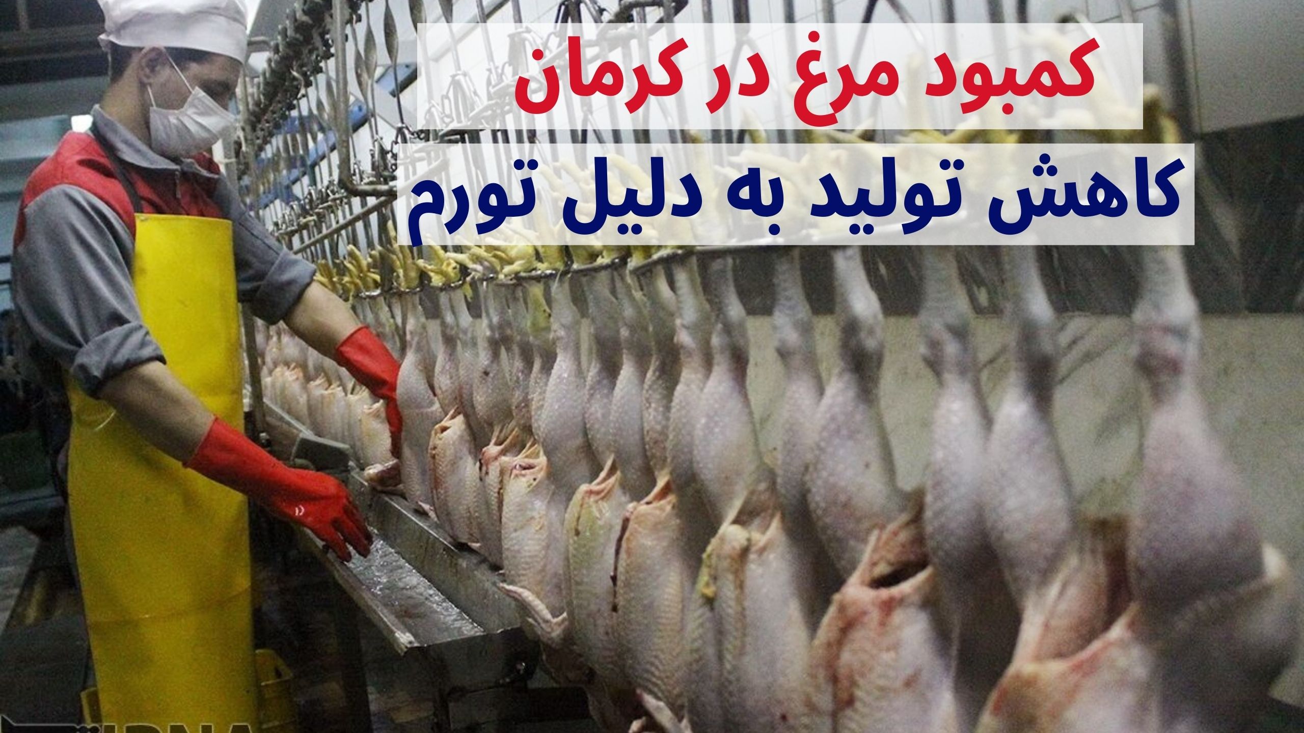 کمبود مرغ