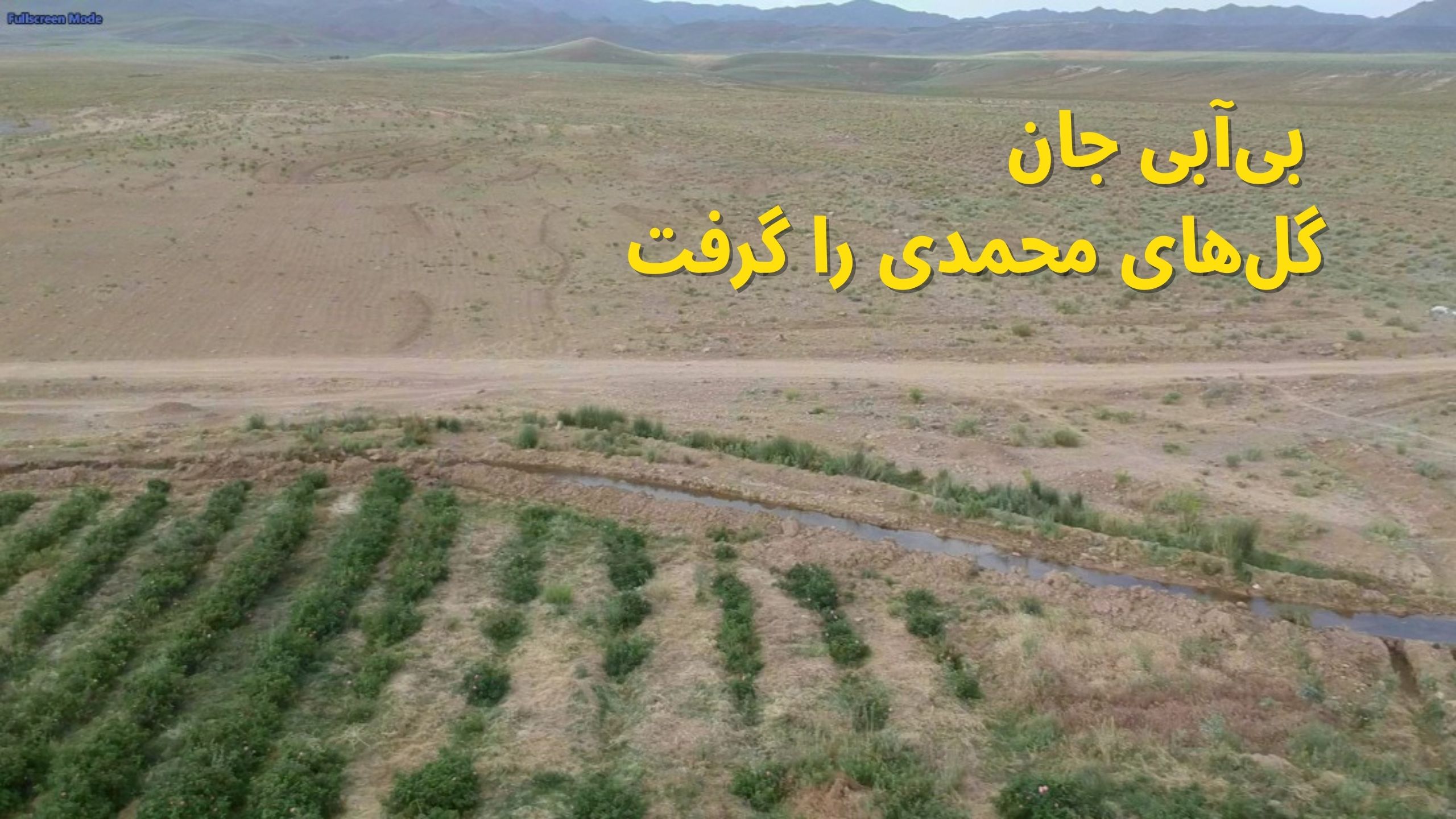 گل‌های محمدی