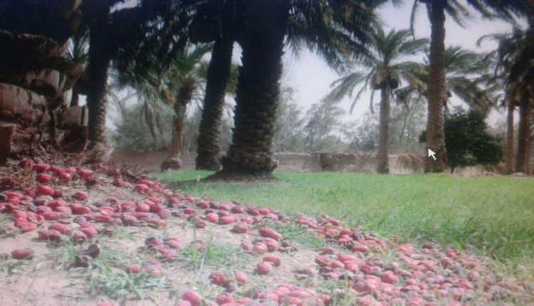 توفان شن در ریگان